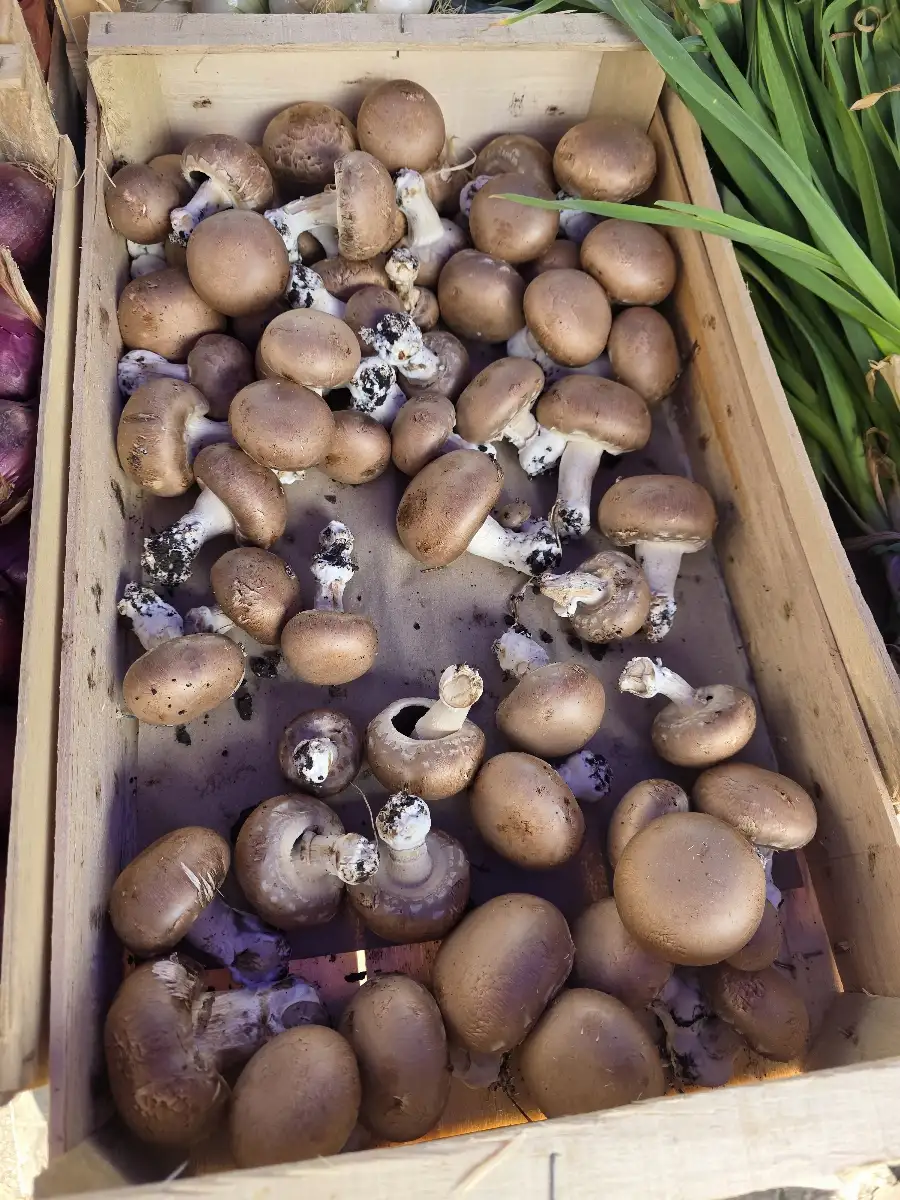 Champignon brun 200g