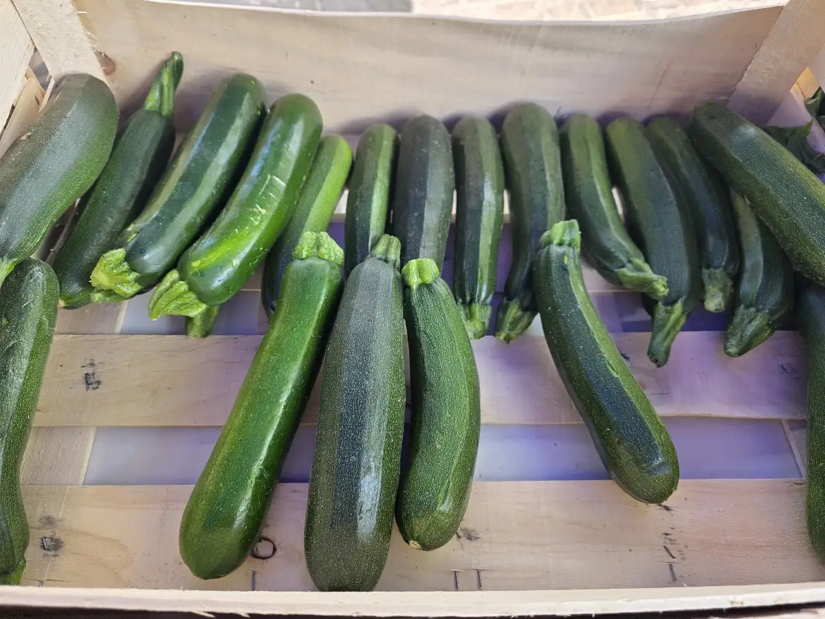 Courgette par environ  500g