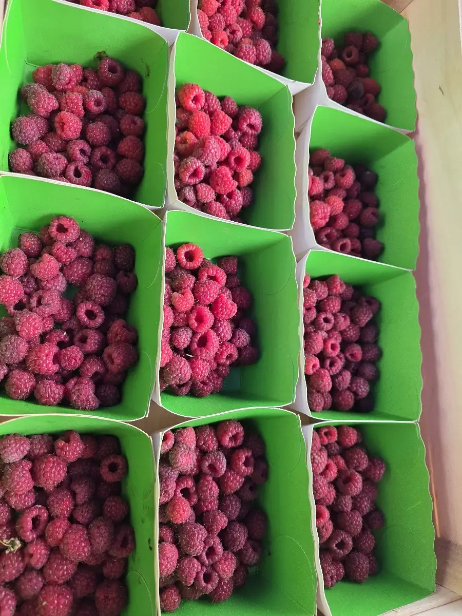 framboises