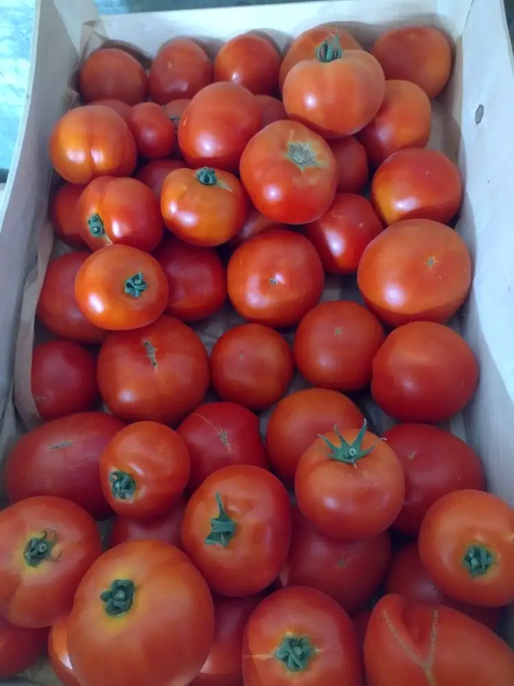 Tomate 1kg