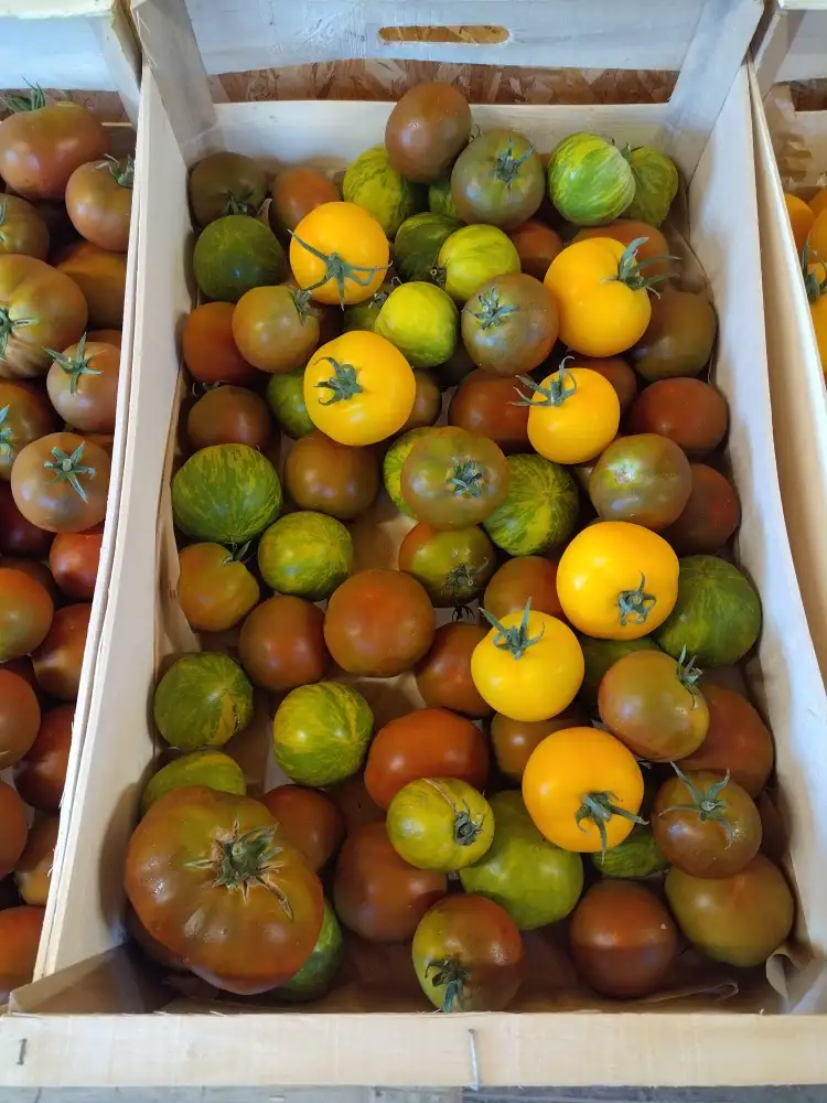 Tomates colorés 500g