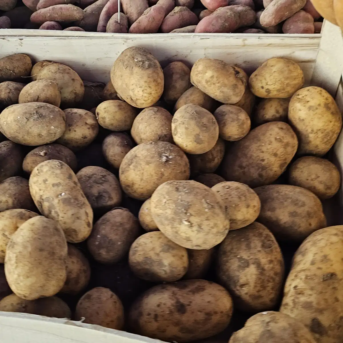 Pomme de terre rouge (500g)