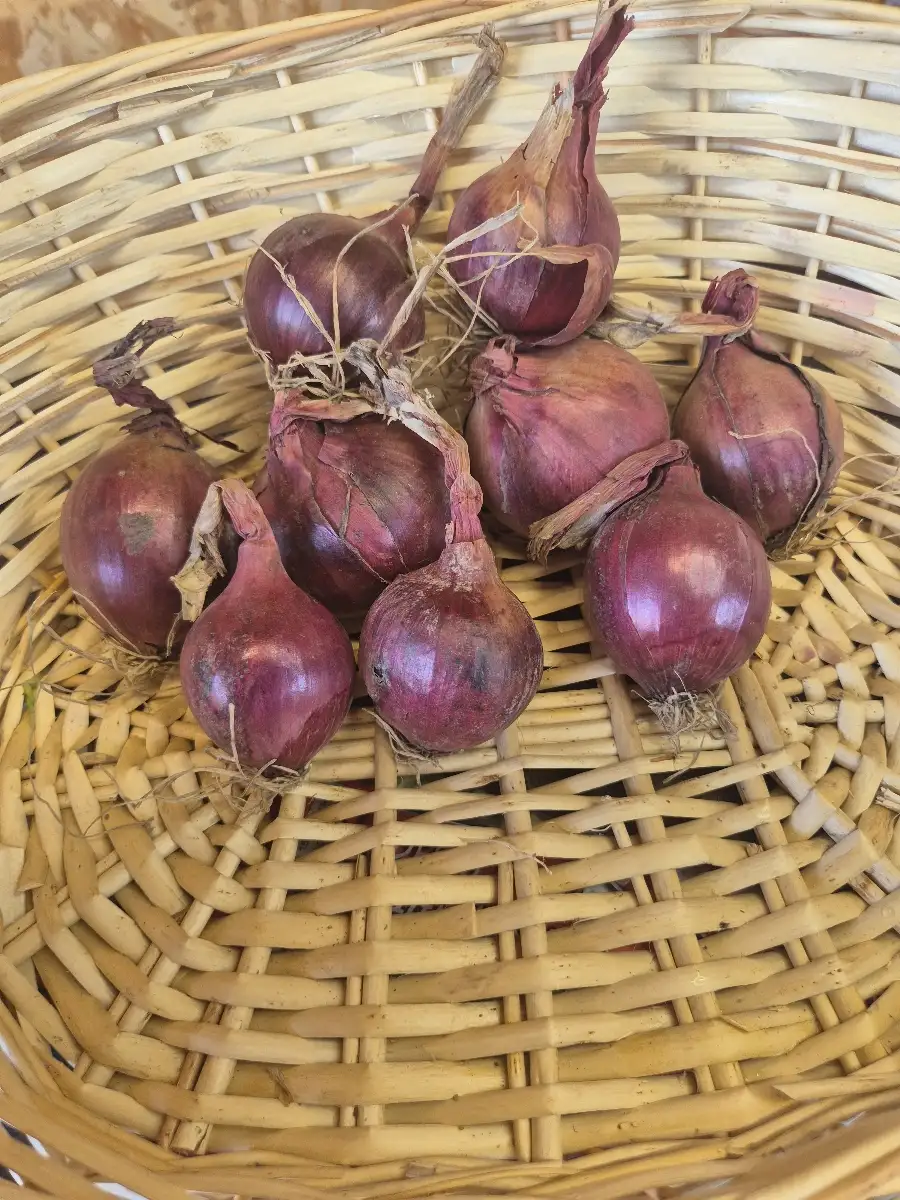 Oignons rouges (250g environ )