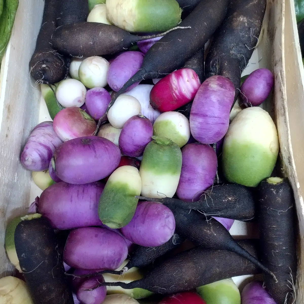 Radis multicolore (environ 500g)