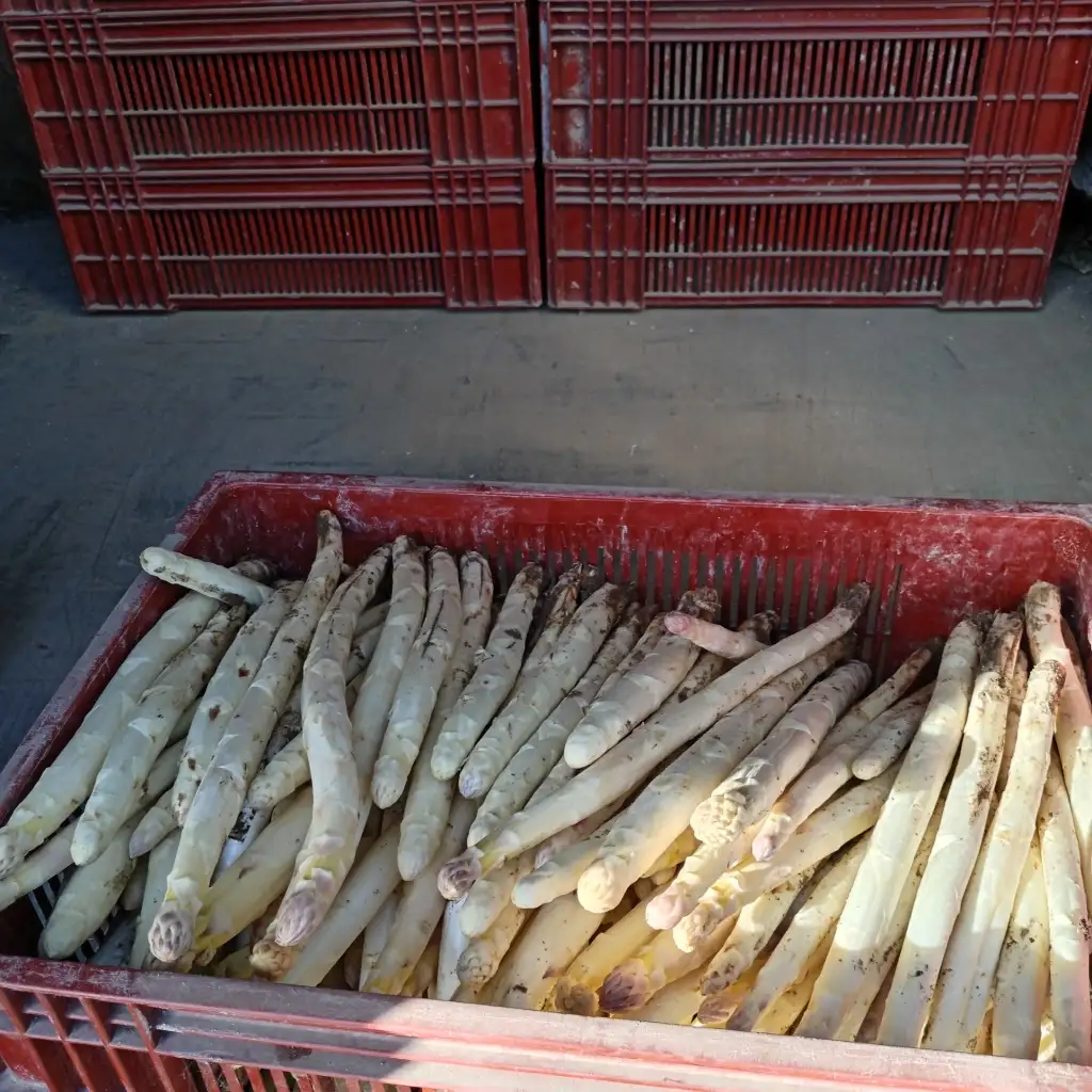 Asperges 1kg
