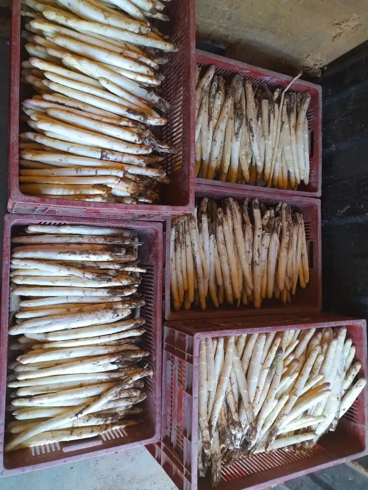 Asperges 3kg