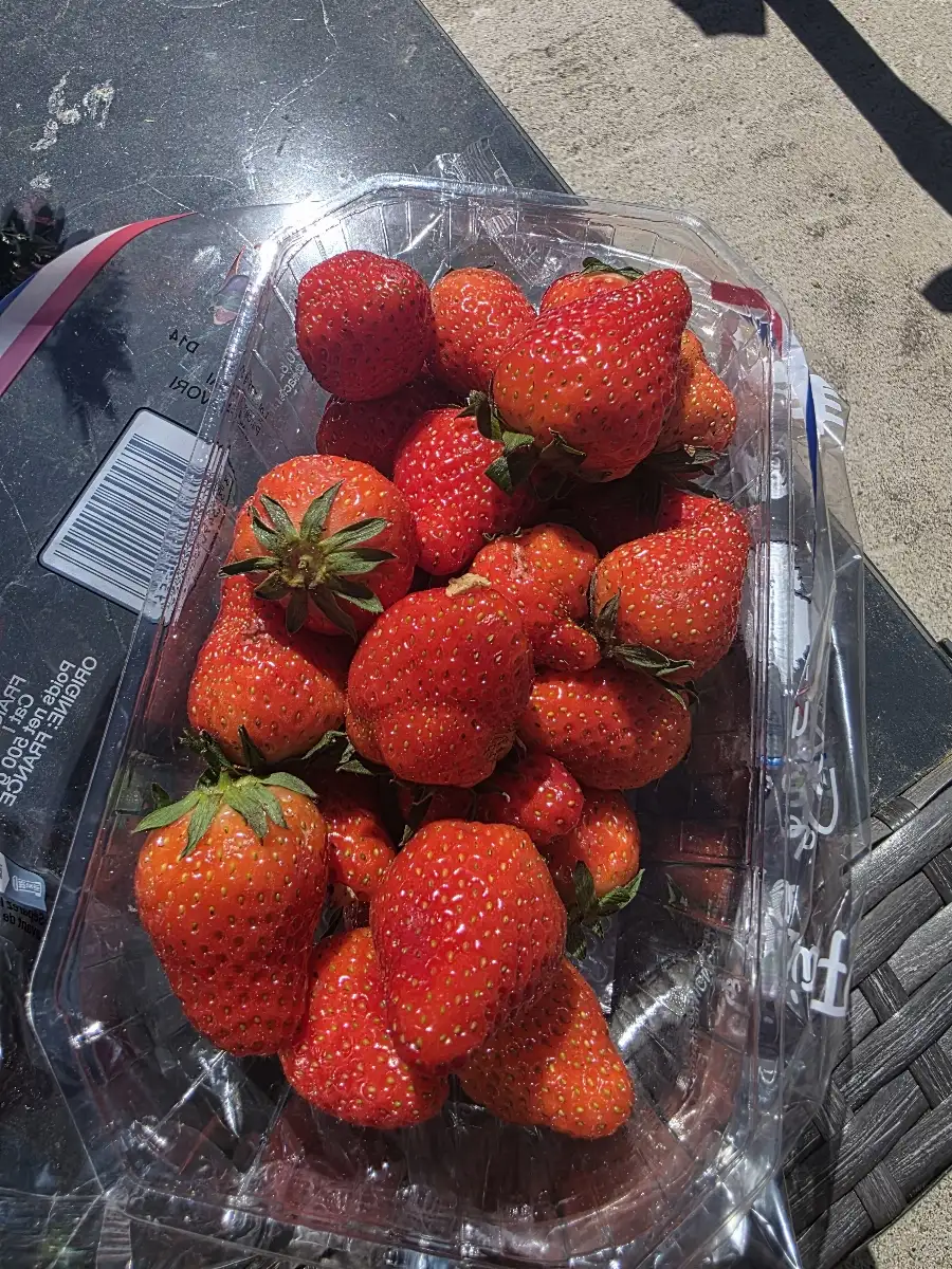 Fraises 500g
