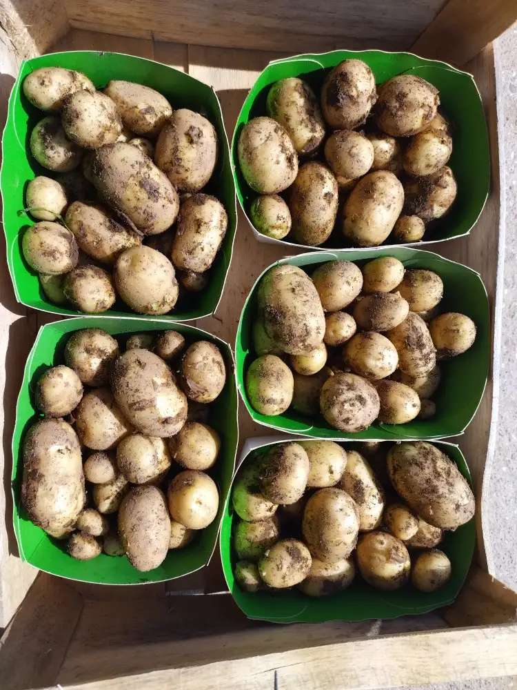 Pomme de terre nouvelle (500g)