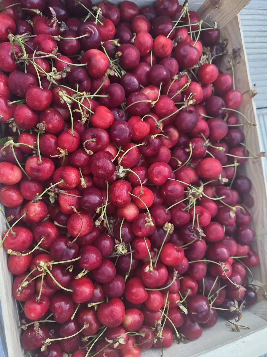Cerises 200g