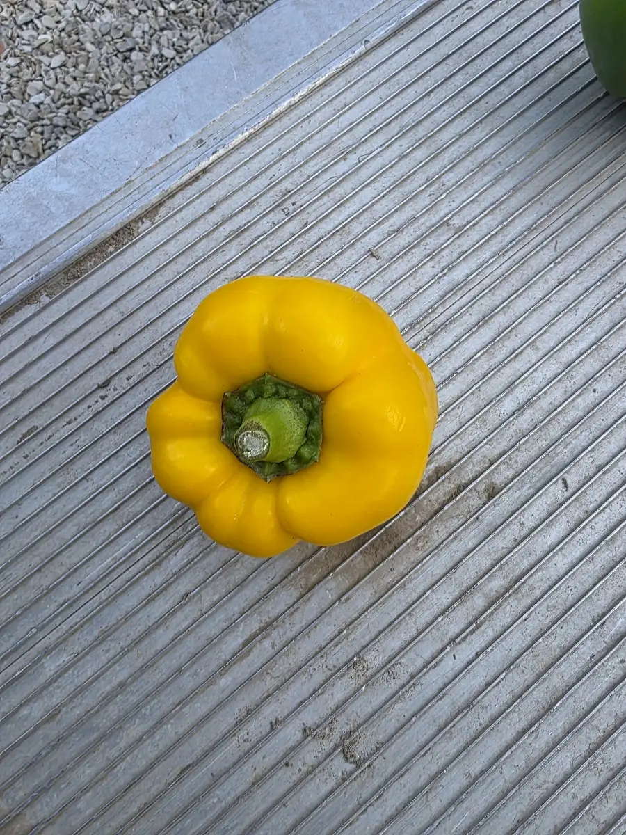 Poivrons jaune ( unite )
