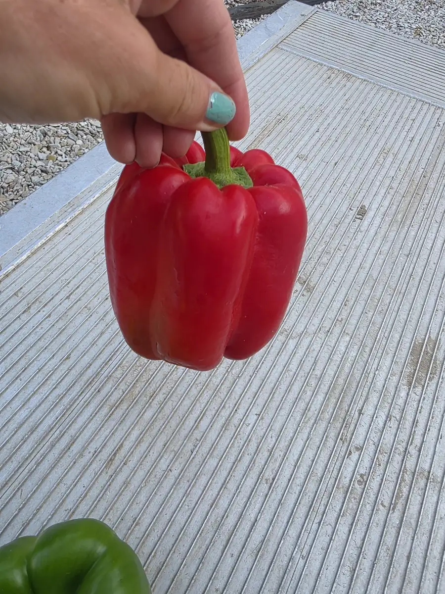 Poivrons rouge ( unite )