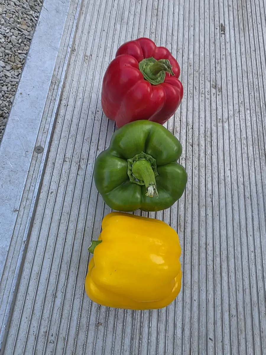 Trio poivrons