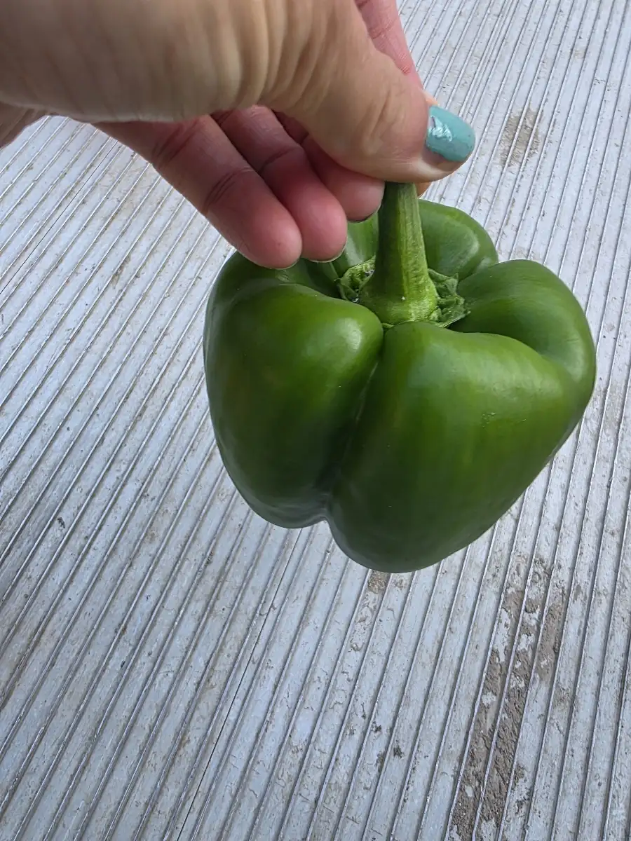 Poivrons vert unite