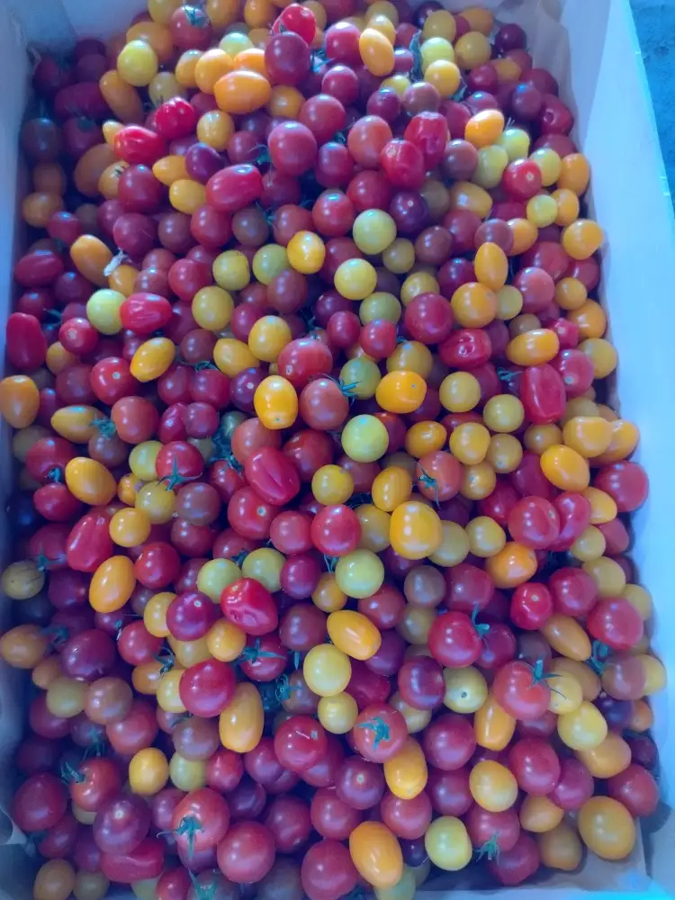 Tomate cerises 250g