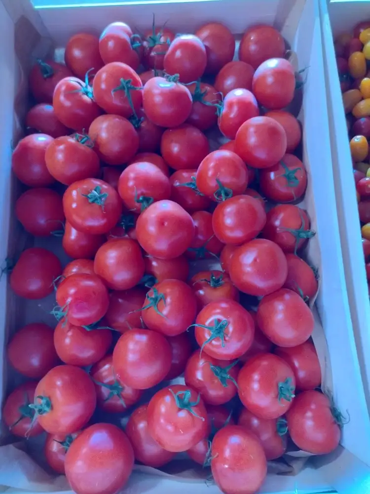 Tomates 500g