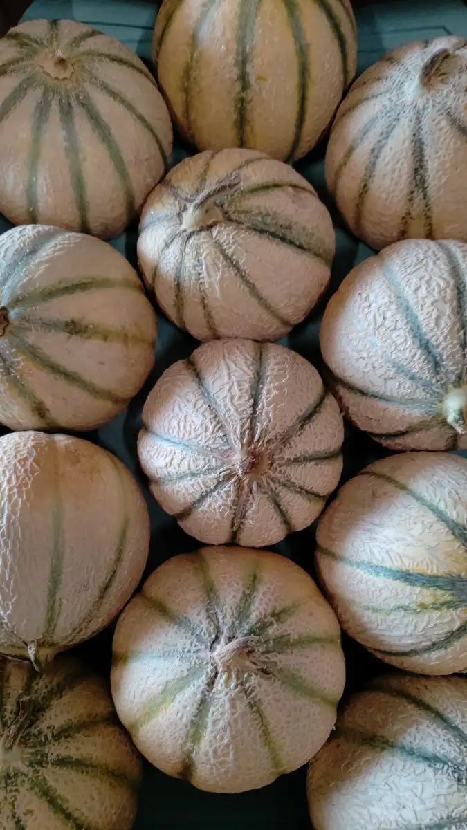Melon
