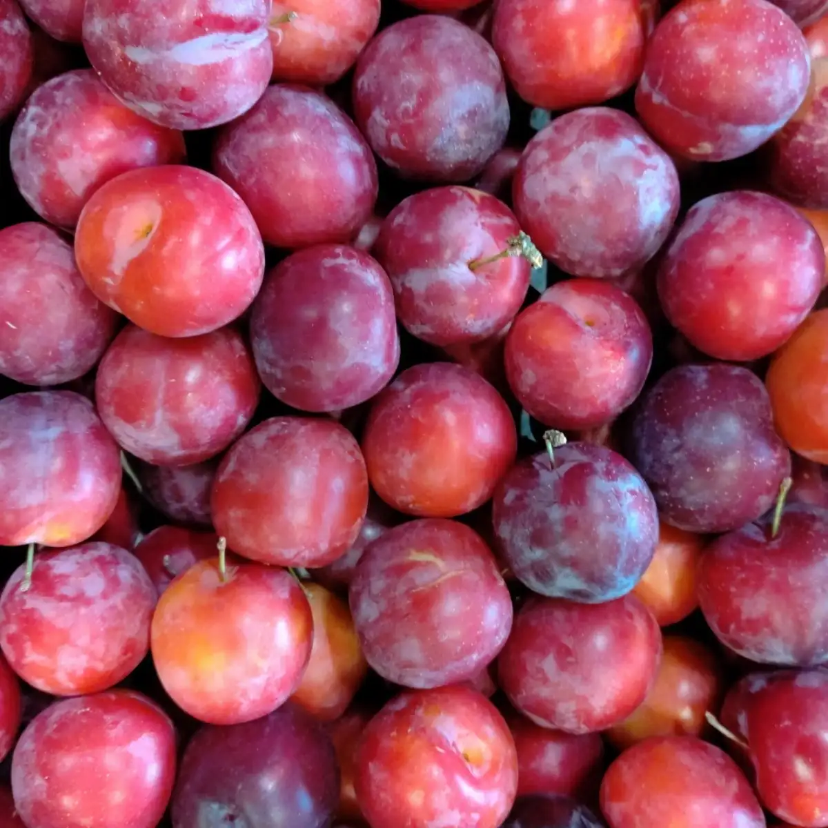 Prunes rouges 250g