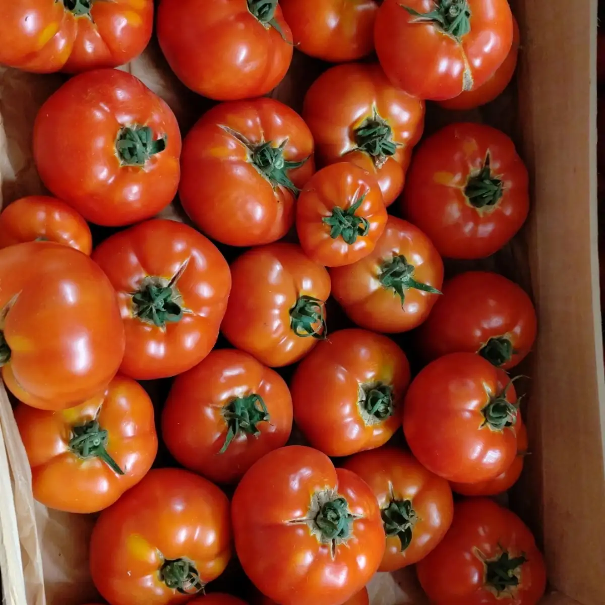 Tomate à sauce 1kg