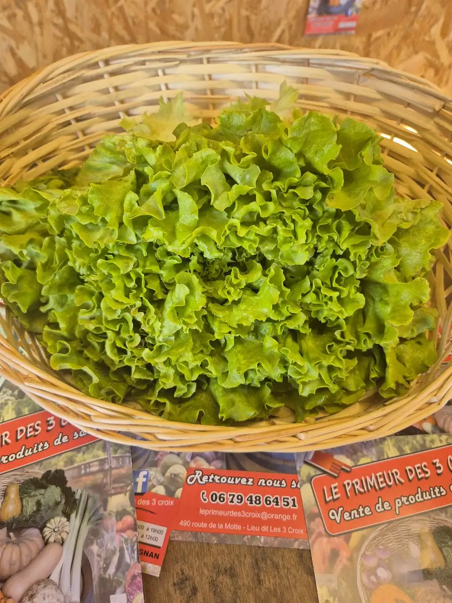 Salade lot 2