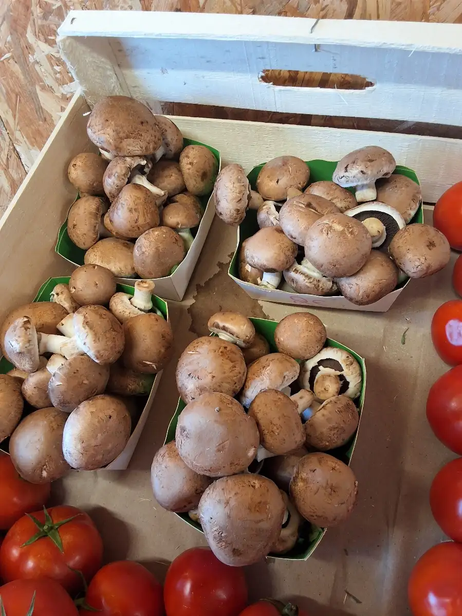 Barquette champignon 300g