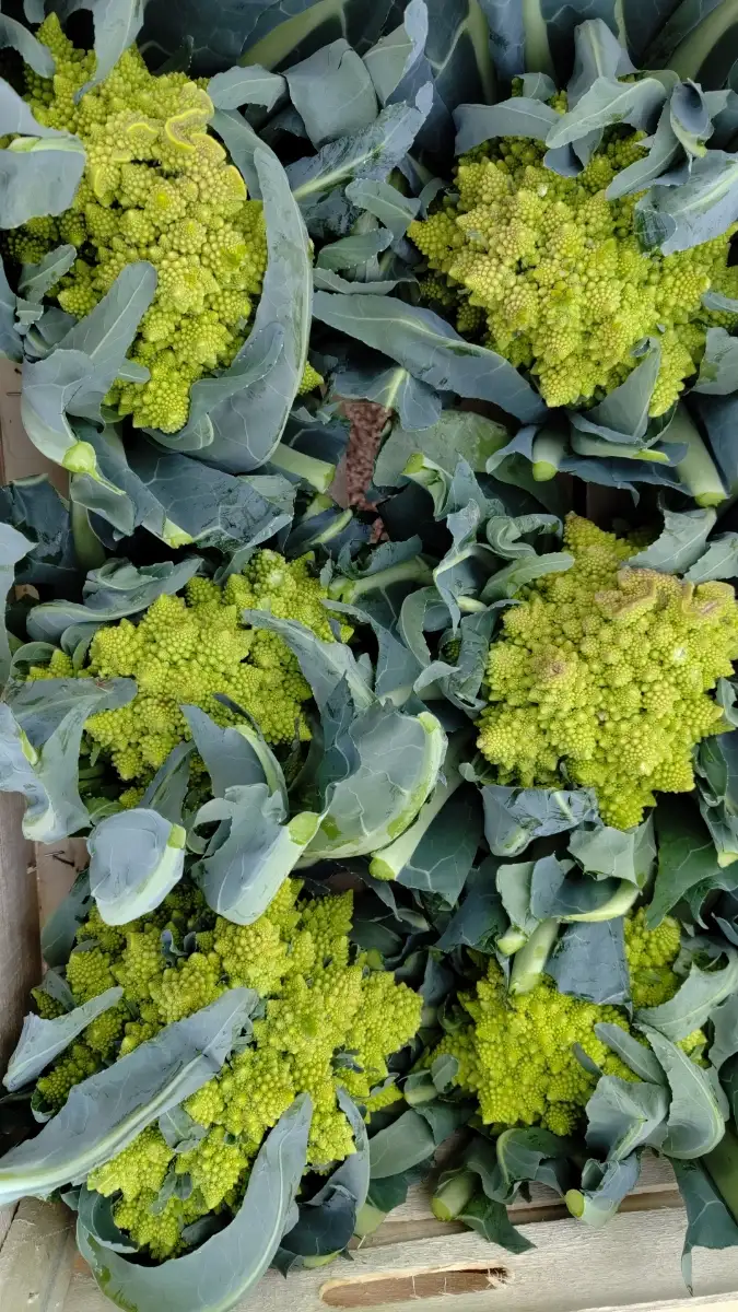 Chou romanesco