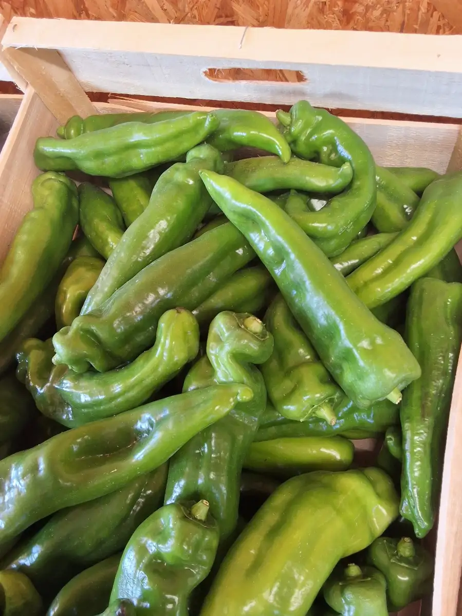 Poivrons vert unite