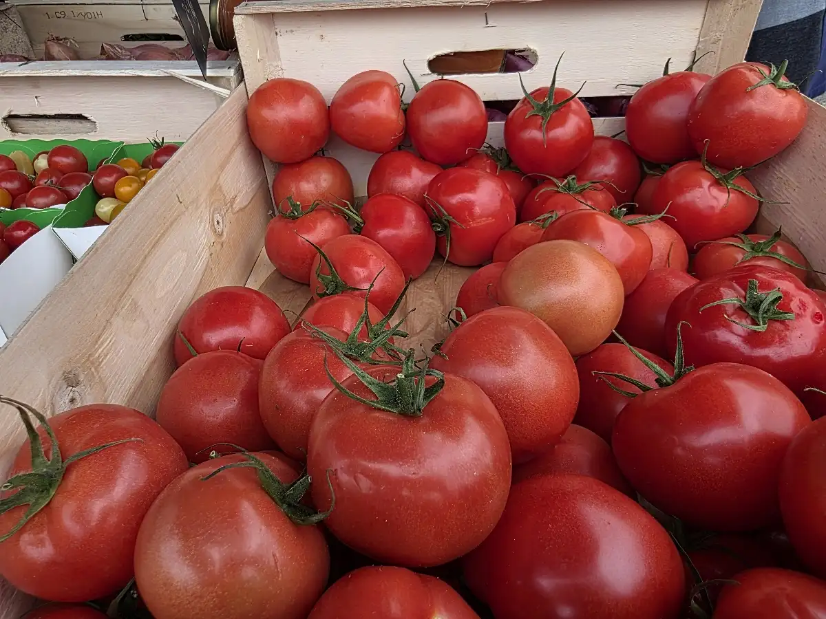 Tomates 500g